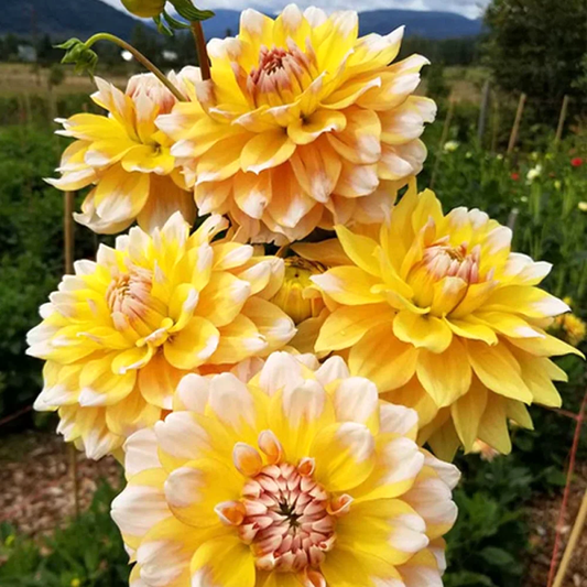 Dahlia Double Jill