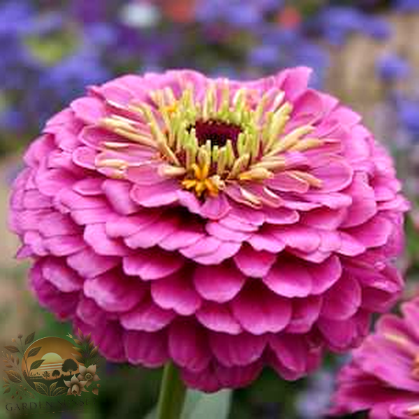 Zinnia Dream