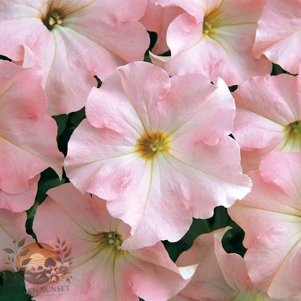 Petunia Dreams™ Appleblossom