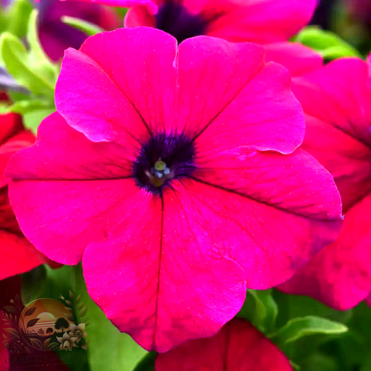 Petunia Dreams™ Burgundy