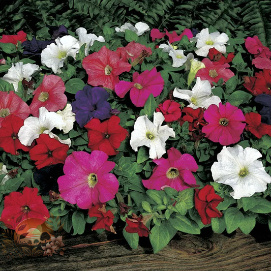 Petunia Dreams™ Mix