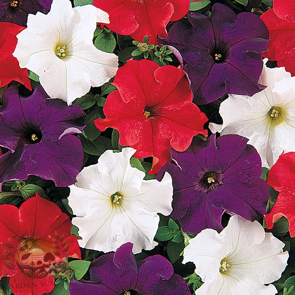 Petunia Dreams™ Patriot Mix