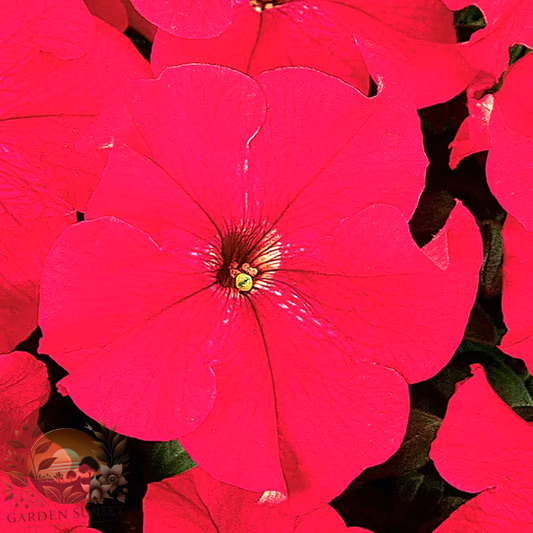 Petunia Dreams™ Red