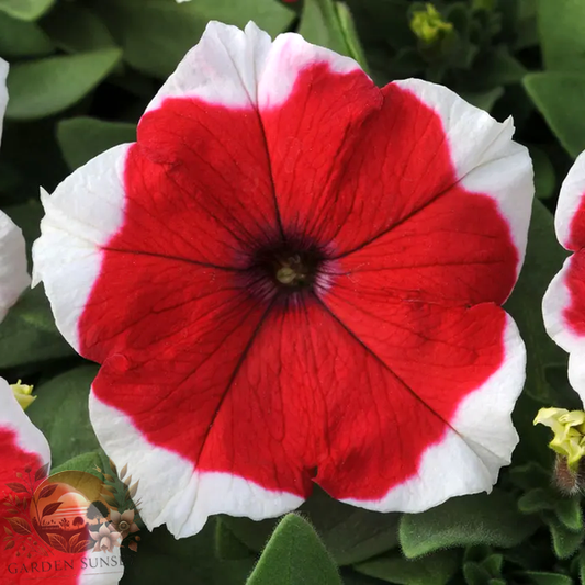 Petunia Dreams™ Red Picotee