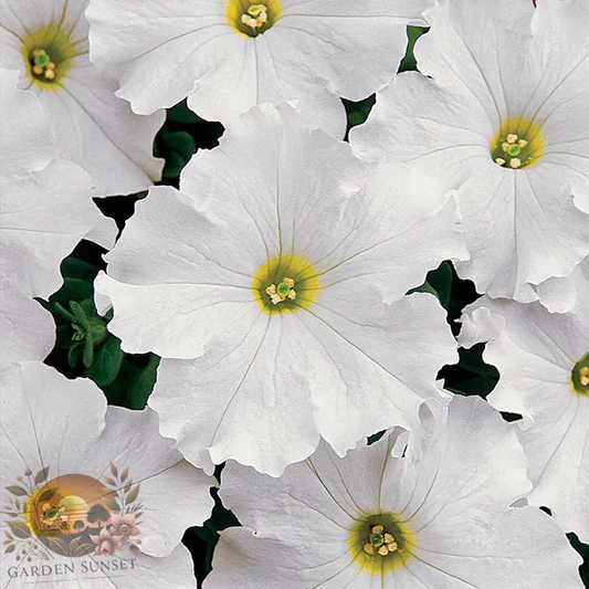 Petunia Dreams™ White