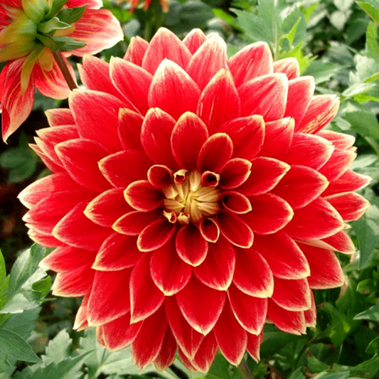 Dahlia Dutch Carnaval