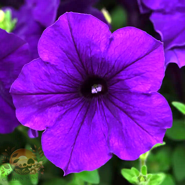 Petunia E3 Easy Wave® Blue Petunia