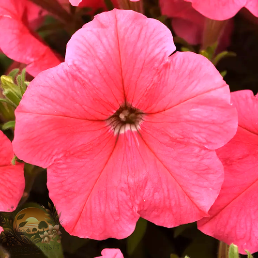 Petunia E3 Easy Wave® Coral