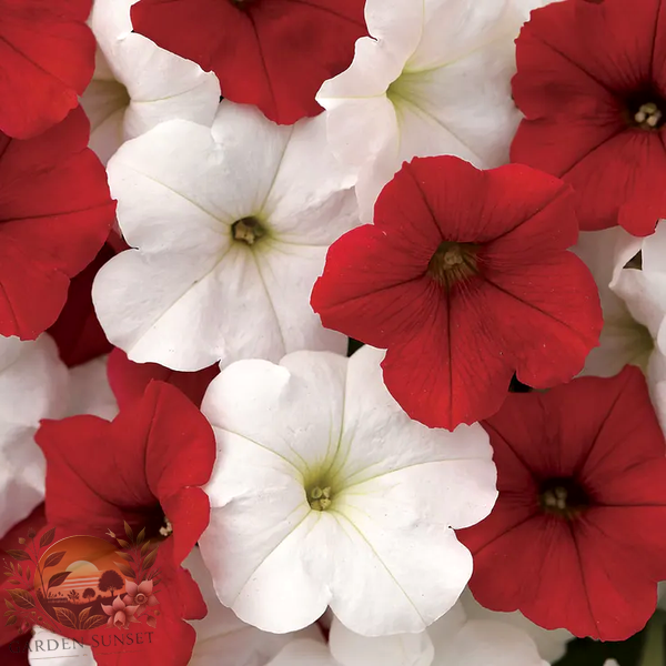 Petunia E3 Easy Wave® Peppermint Mix