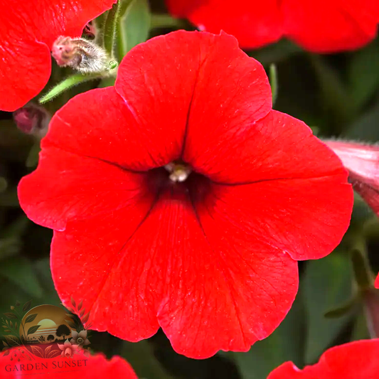 Petunia E3 Easy Wave® Red