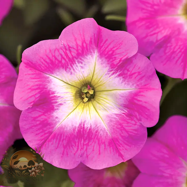 Petunia E3 Easy Wave® Rose Morn