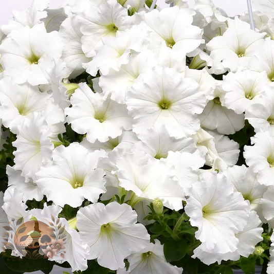 Petunia E3 Easy Wave® White