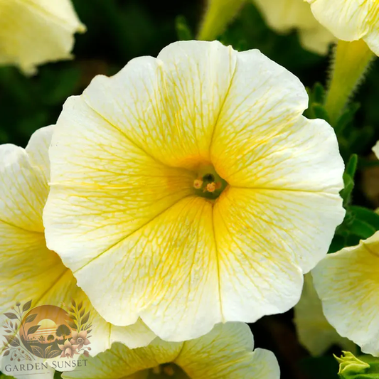 Petunia E3 Easy Wave® Yellow