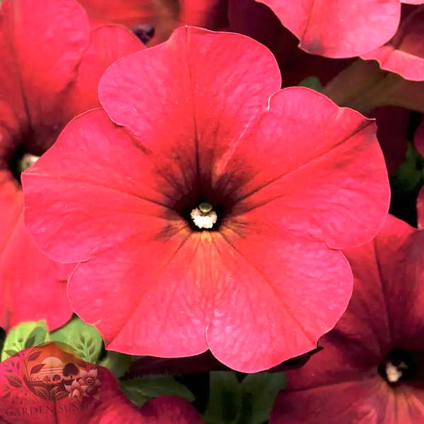 Petunia Easy Wave® Berry Velour