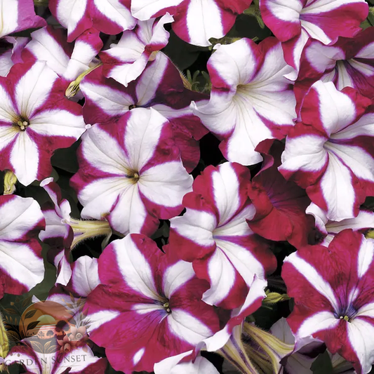 Petunia Easy Wave® Burgundy Star