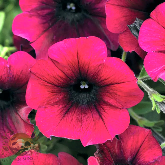 Petunia Easy Wave® Burgundy Velour