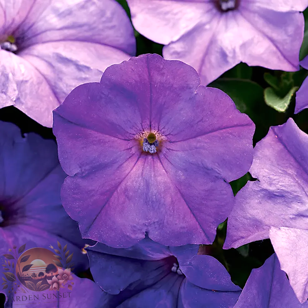 Petunia Easy Wave® Lavender Sky Blue