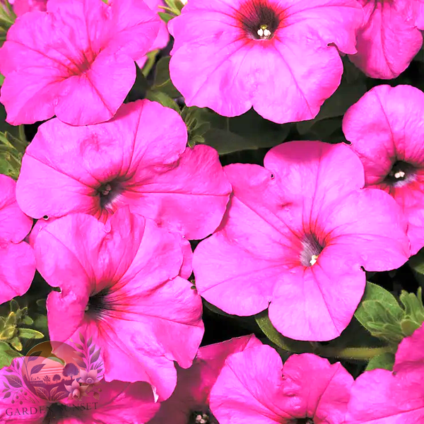 Petunia Easy Wave® Neon Rose