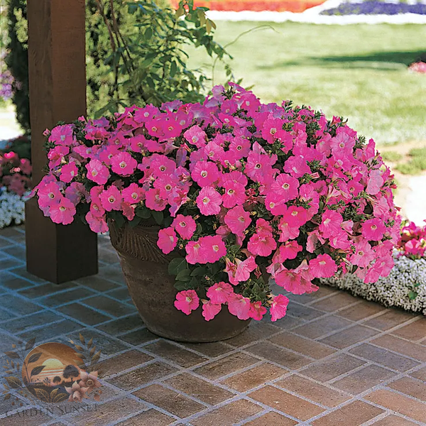 Petunia Easy Wave® Pink