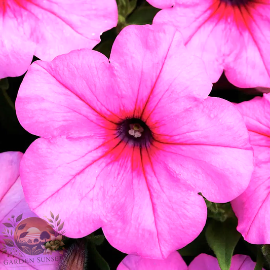 Petunia Easy Wave® Pink Passion