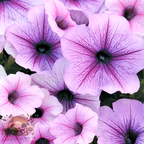 Petunia Easy Wave® Plum Vein