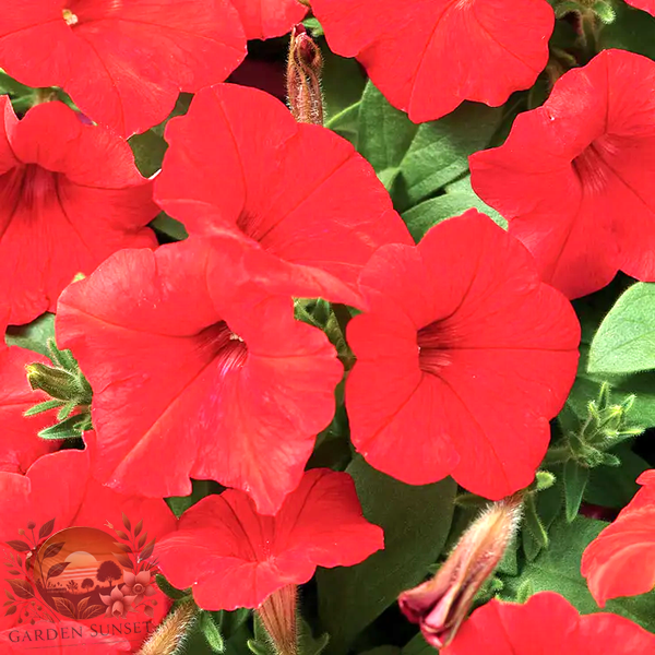 Petunia Easy Wave® Red Hybrid