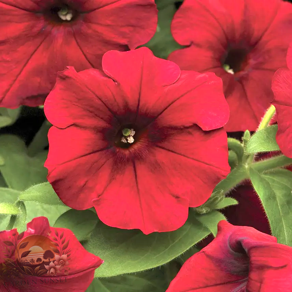 Petunia Easy Wave® Red Velour