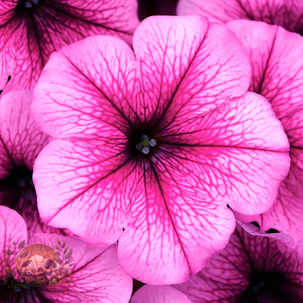 Petunia Easy Wave® Rose Fusion