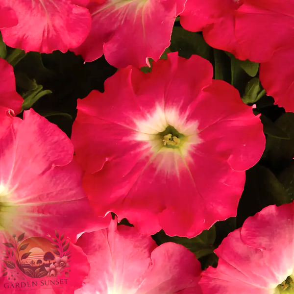 Petunia Easy Wave® Rosy Dawn Hybrid