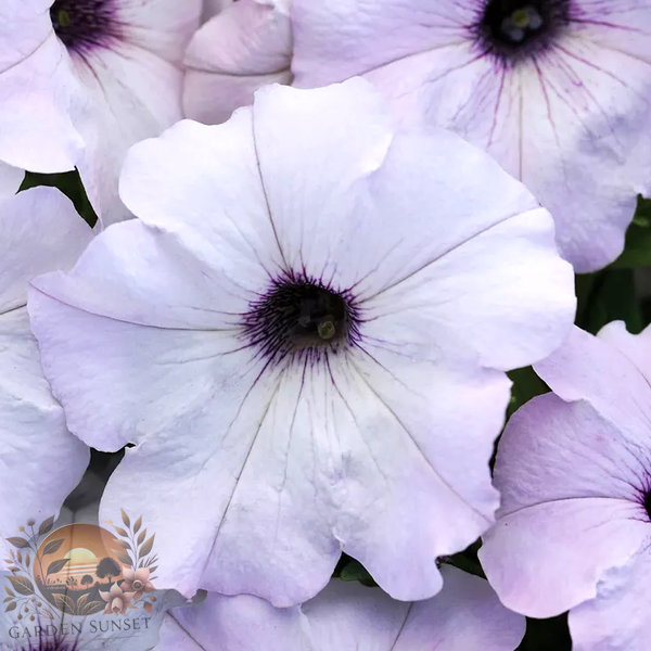 Petunia Easy Wave® Silver Hybrid