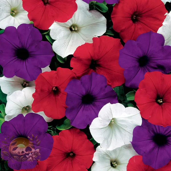 Petunia Easy Wave® The Flag Mix