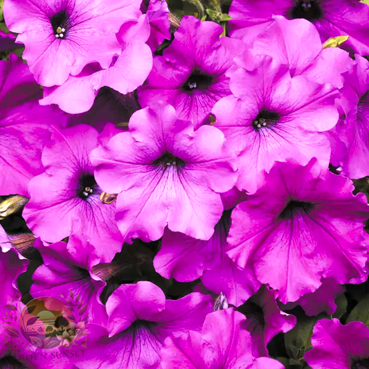 Petunia Easy Wave® Violet Hybrid