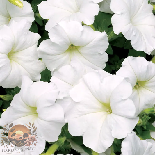 Petunia Easy Wave® White Petunia