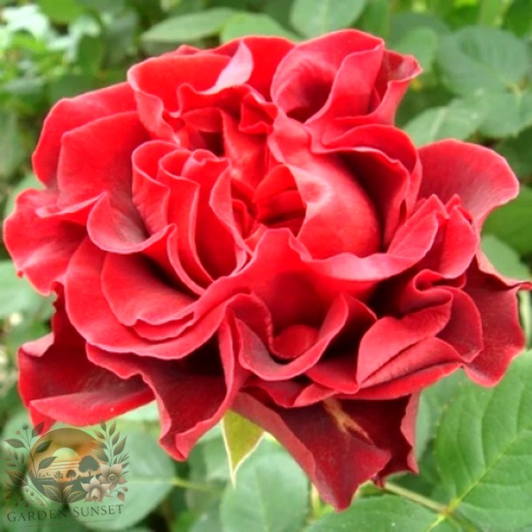 Rose El Toro