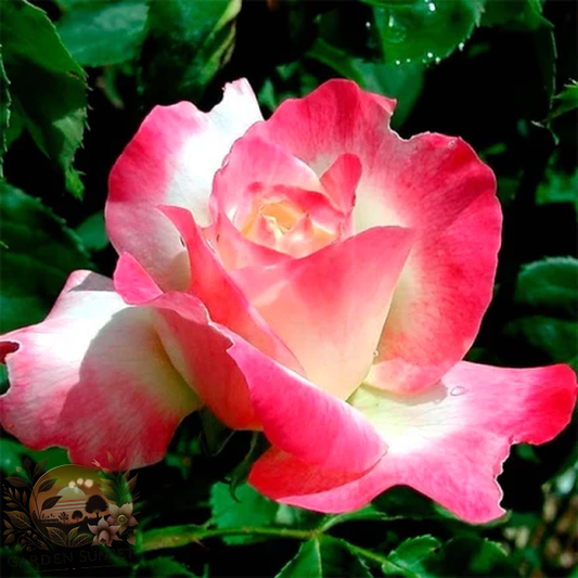 Rose Enjoy