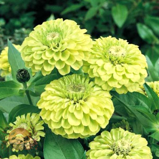 Zinnia Envy