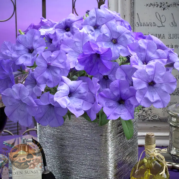 Petunia Evening Scentsation™