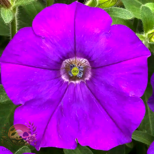 Petunia FlashForward™ Blue