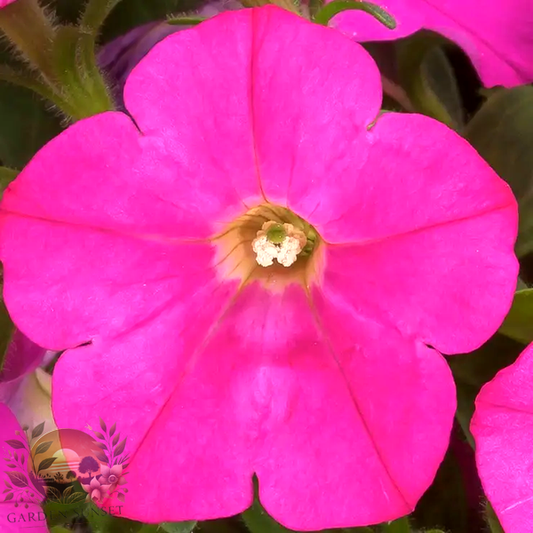 Petunia FlashForward™ Pink