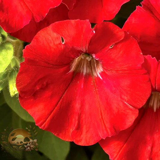 Petunia FlashForward™ Red