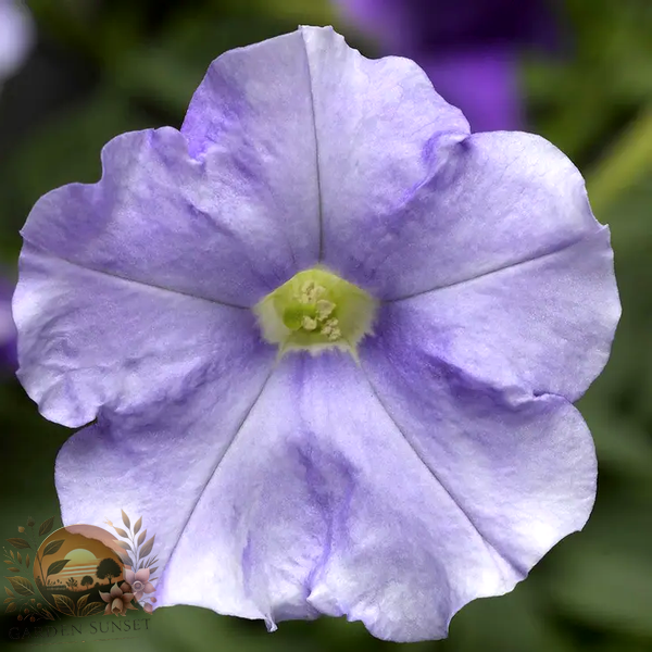 Petunia FlashForward™ Sky Blue