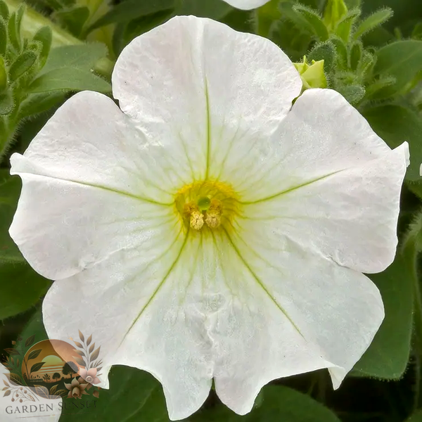 Petunia FlashForward™ White