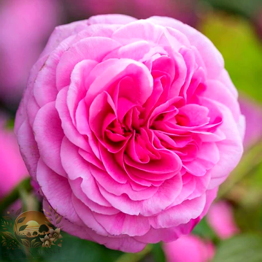 Rose Gertrude Jekyll