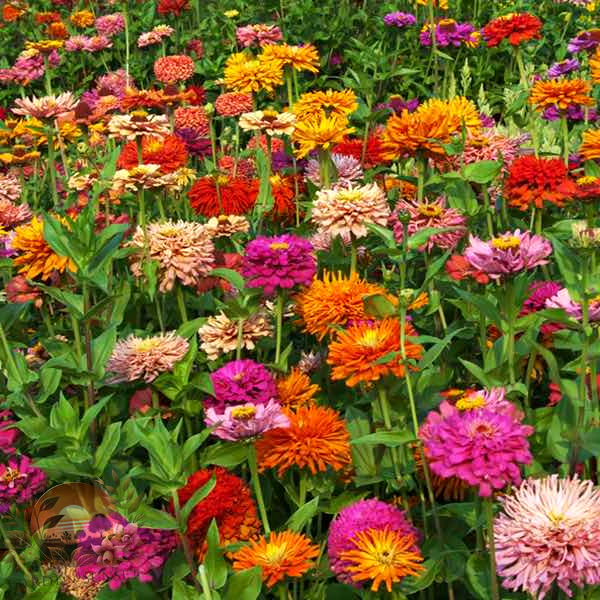 Zinnia Giant Cactus Pinca Mix