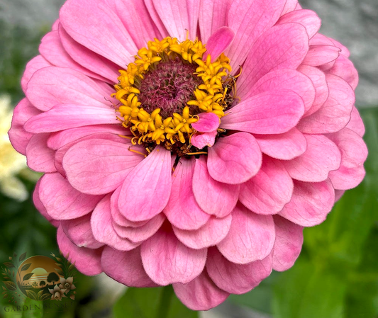 Zinnia Illum­ination