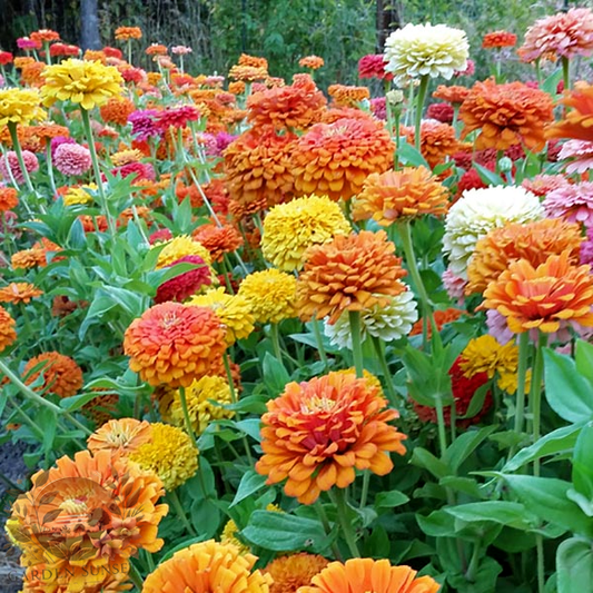 Zinnia Jim Bagget's Choice Mix