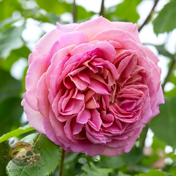 Rose Jubilee Celebration