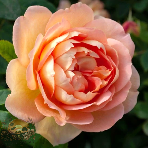 Rose Lady of Shalott