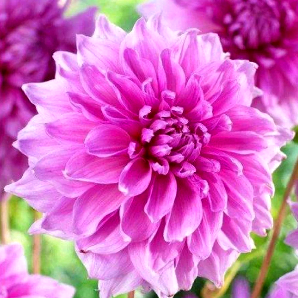 Dahlia Lavender Perfection
