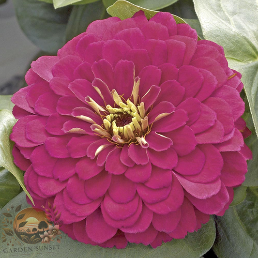 Zinnia Magellan Cherry